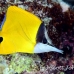 butterflyfish_longnose_ust_h_0164_pal0492.jpg